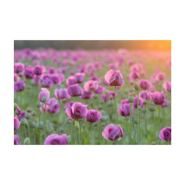 dywany w kwiaty Fioletowa łąka z makiem opium wiosną