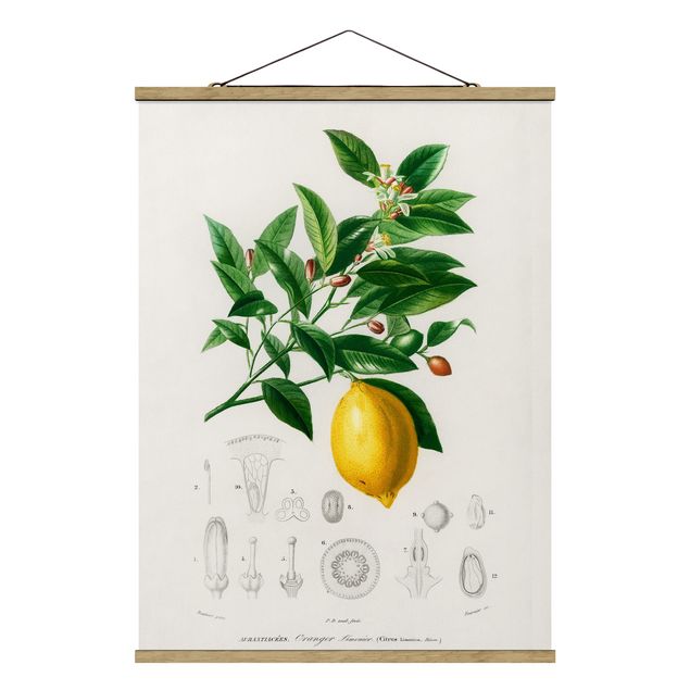 Obrazy retro Botany Vintage Illustration Lemon