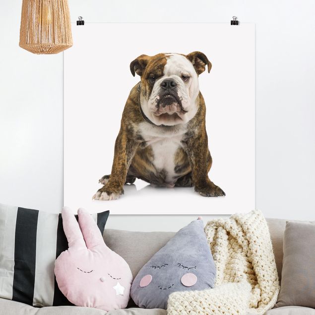 Obrazy nowoczesne Bulldog