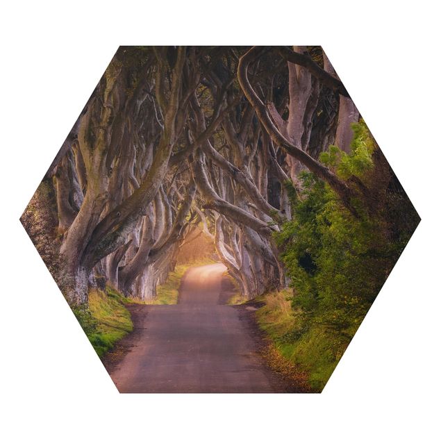 Obrazy krajobraz Tunel z drzew