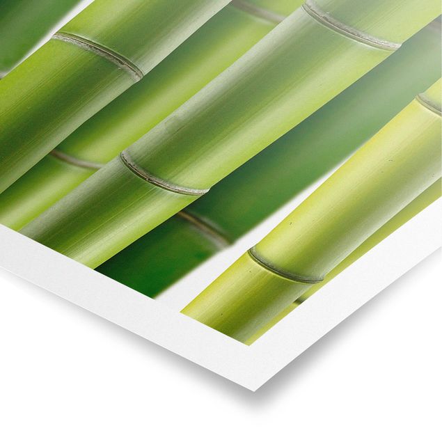 Obrazy na ścianę krajobrazy Rośliny bambusowe