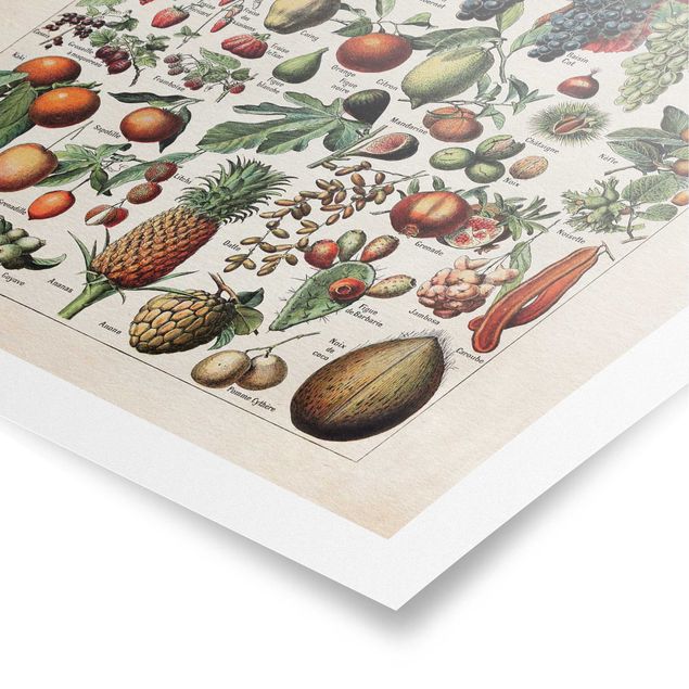 Obrazy kolorowe Tablica edukacyjna w stylu vintage Owoce