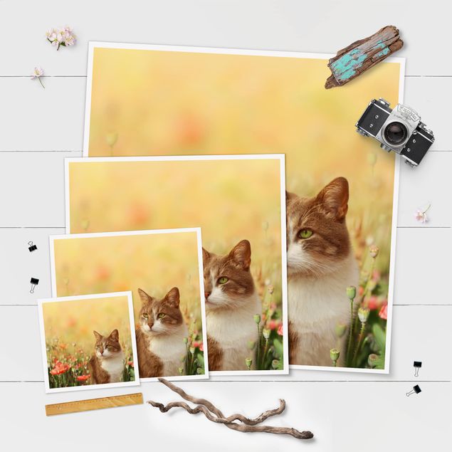 Obrazy kwiatowe Kot w makowym polu