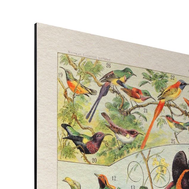 Retro obrazy Tablica edukacyjna w stylu vintage Rajskie ptaki