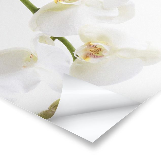 Obrazy Wody białej orchidei