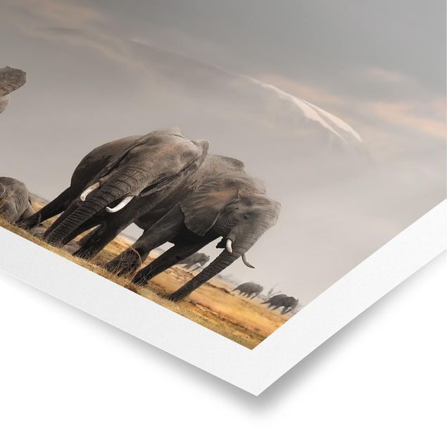 Obrazy zwierzęta Słonie sawanny