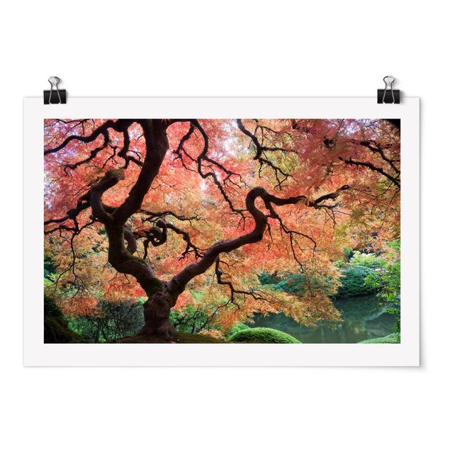 Obraz drzewo Ogród japoński