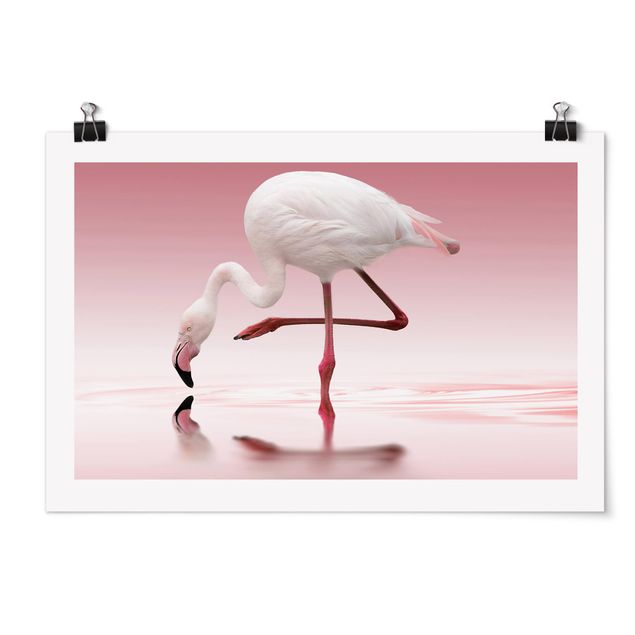 Obrazy zwierzęta Taniec flamingów