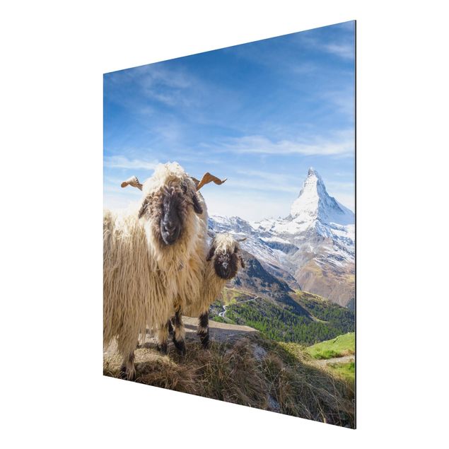 Obrazy do salonu Czarnonose owce z Zermatt
