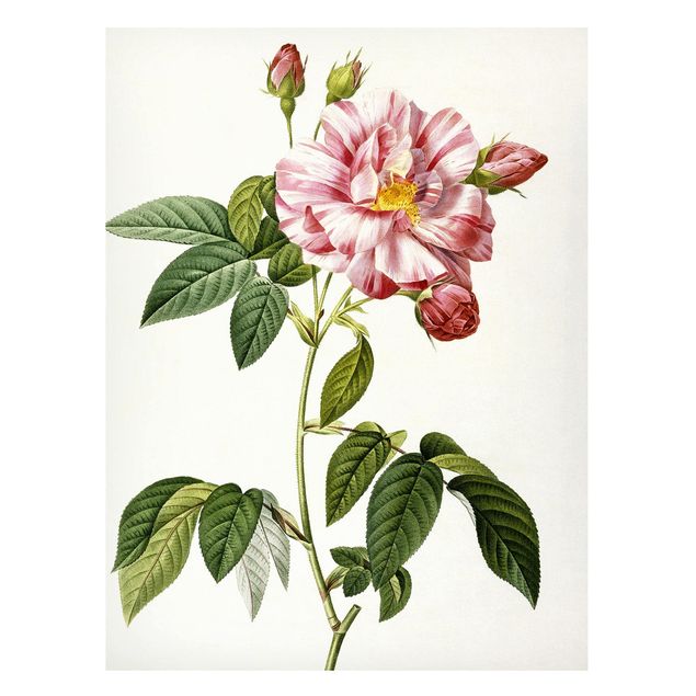 Obrazy do salonu Pierre Joseph Redouté - Rosa Gallica Róża