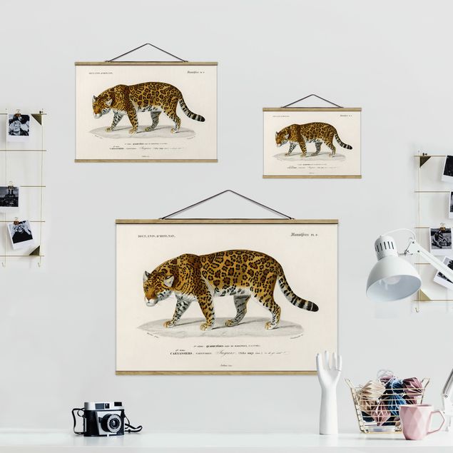 Obrazy tygrys Tablica edukacyjna w stylu vintage Jaguar
