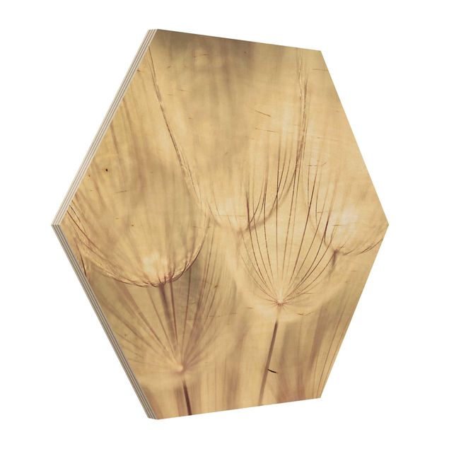 Obraz heksagonalny z drewna - Zbliżenie na mniszki lekarskie w domowym zaciszu w tonacji sepii