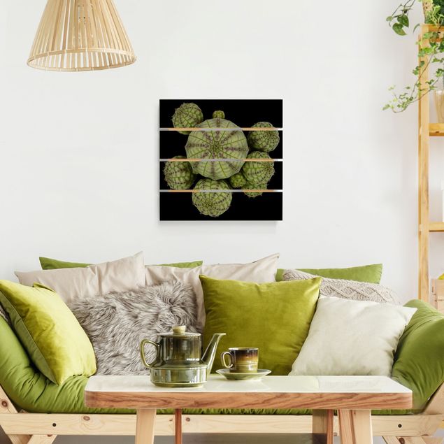 Obrazy z drewna Euphorbia - jeżogłówka