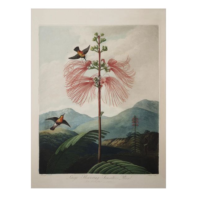 Obrazy do salonu nowoczesne Botanika Vintage Ilustracja kwiat i koliber