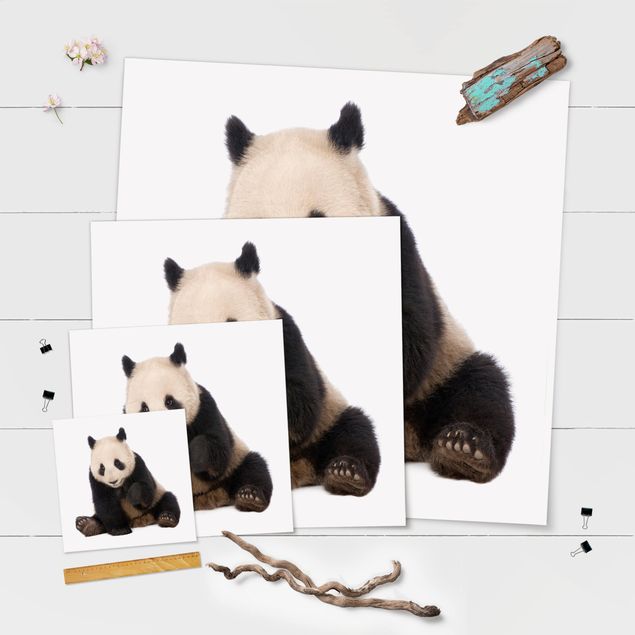 Plakaty Panda Paws