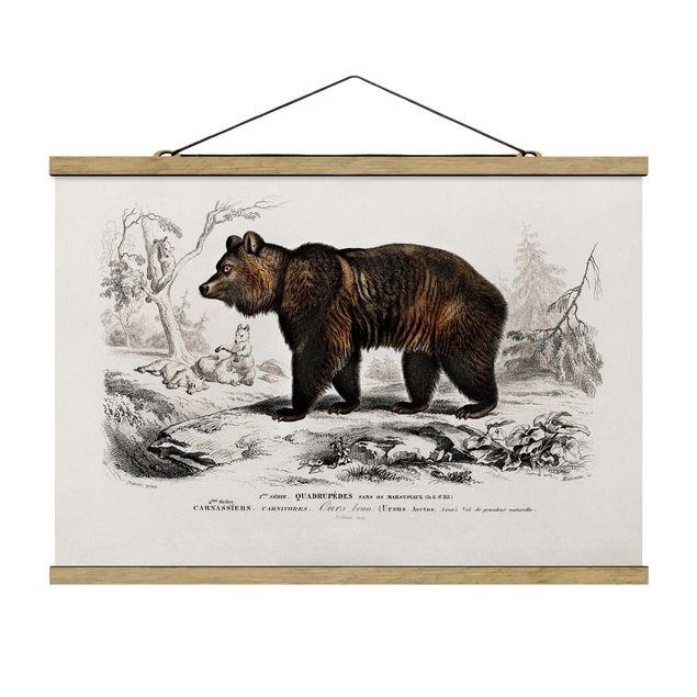 Zwierzęta obrazy Tablica edukacyjna w stylu vintage Niedźwiedź brunatny