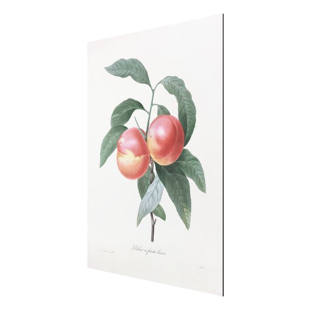 Vintage obrazy Botany Vintage Illustration Peach