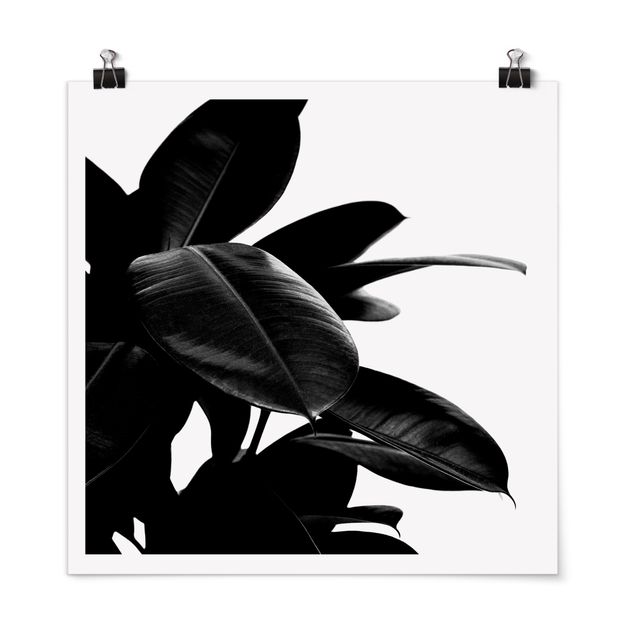 Obrazki czarno białe Rubber Tree Leaves czarno-biały