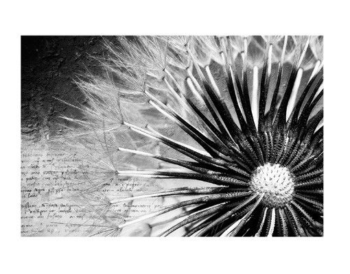 Folia okienna do salonu Dandelion czarno-biały