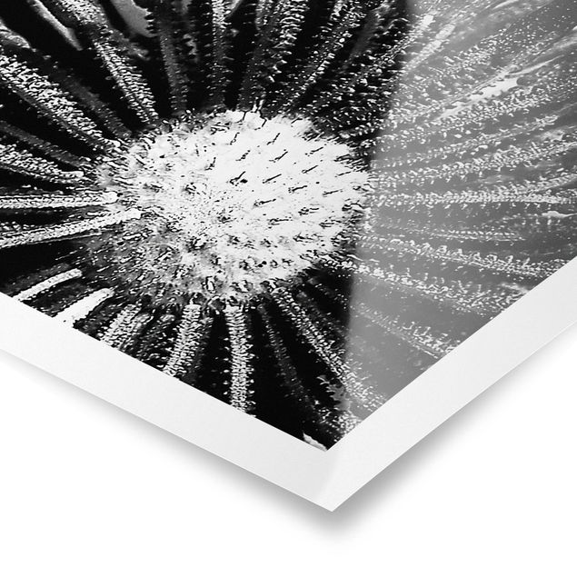 Czarno białe obrazy Dandelion czarno-biały