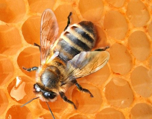 Naklejki na kafelki Pszczoła miodna