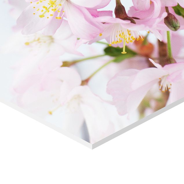 Obraz heksagonalny z Forex 2-częściowy - Wiśnia ozdobna z kwiatami