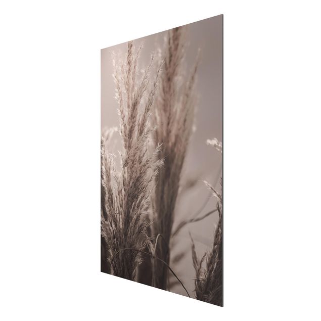 Obrazy nowoczesny Trawa pampasowa późną jesienią