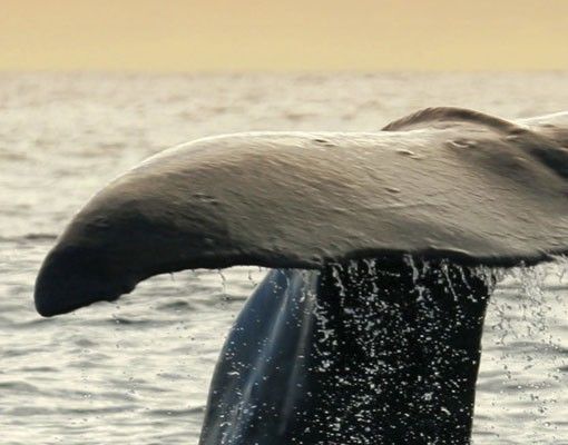 Naklejki na płytki Nurkowanie z wielorybami