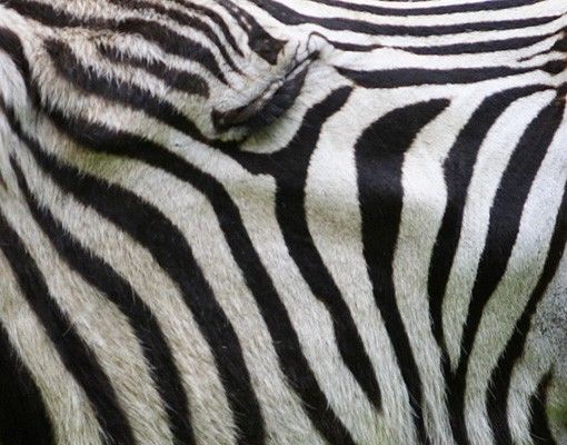 Naklejki na płytki Rycząca Zebra