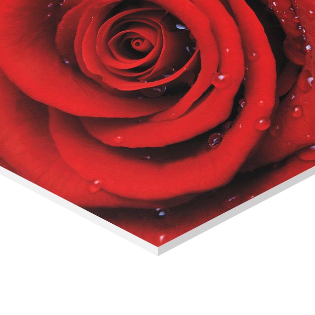Obraz heksagonalny z Forex - Róża czerwona z kroplami wody