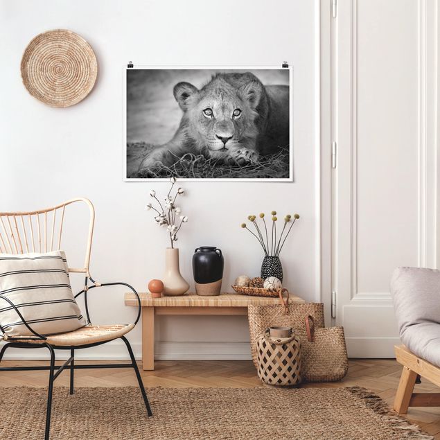 Nowoczesne obrazy do salonu Czające się lwiątko