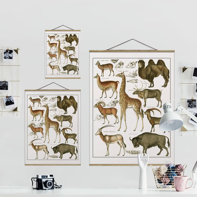 Obrazy vintage Tablica edukacyjna w stylu vintage Żyrafa, wielbłąd i lama