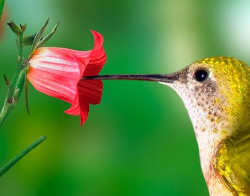 Naklejki na płytki Koliber i kwiat