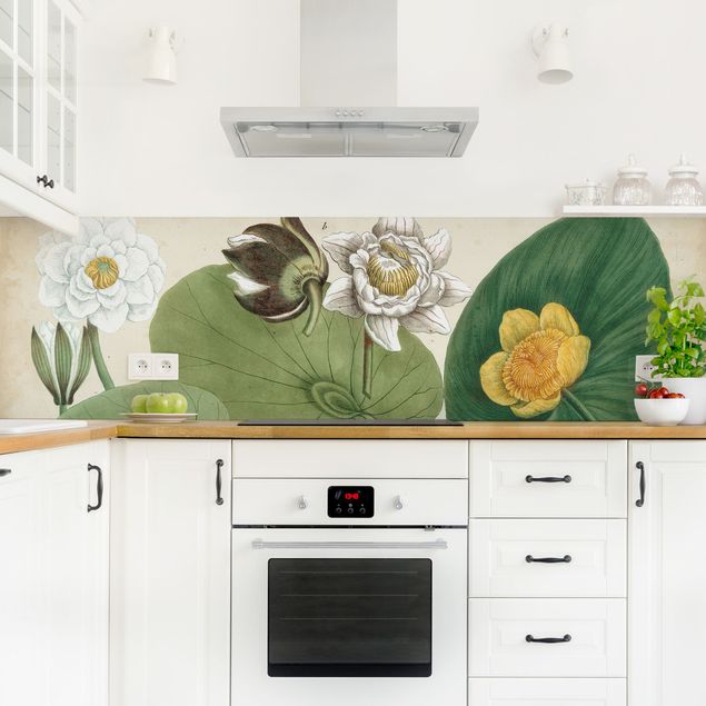 Panele szklane do kuchni Ilustracja w stylu vintage Biała lilia wodna