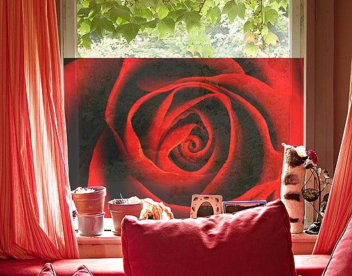 Folia okienna do sypialni Piękna róża