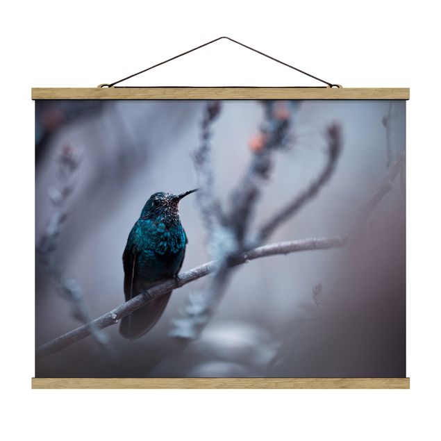 Zwierzęta obrazy Koliber w zimie