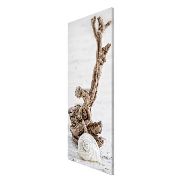Obrazy nowoczesne Biała skorupa ślimaka i drewno korzeniowe