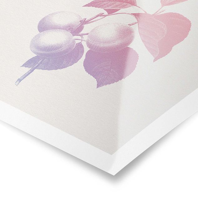 Obrazy z motywem kwiatowym Nowoczesna botanika w stylu vintage Brzoskwiniowy Różowy Fioletowy