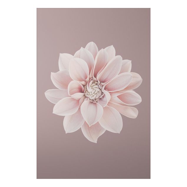Nowoczesne obrazy do salonu Kwiat dalii Lawenda Biały Różowy