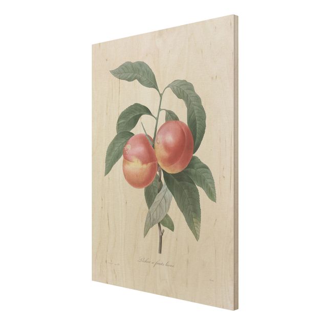 Obrazy na drewnie Botany Vintage Illustration Peach