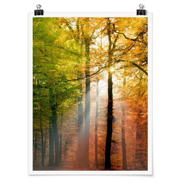 Obraz drzewo Światło poranka