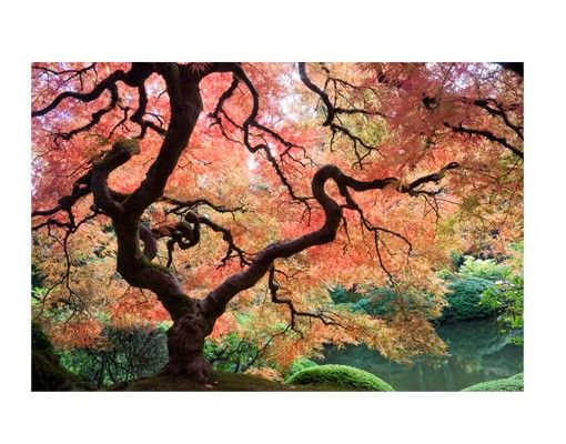 Folia okienna do salonu Ogród japoński