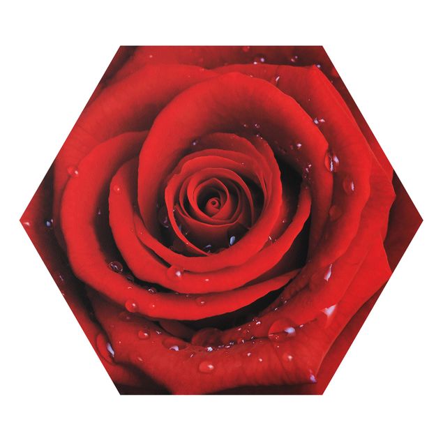 Obrazy z motywem kwiatowym Róża czerwona z kroplami wody