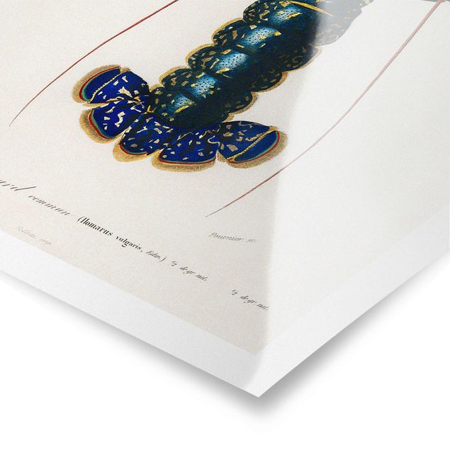 Obraz z niebieskim Tablica edukacyjna w stylu vintage Niebieski homar