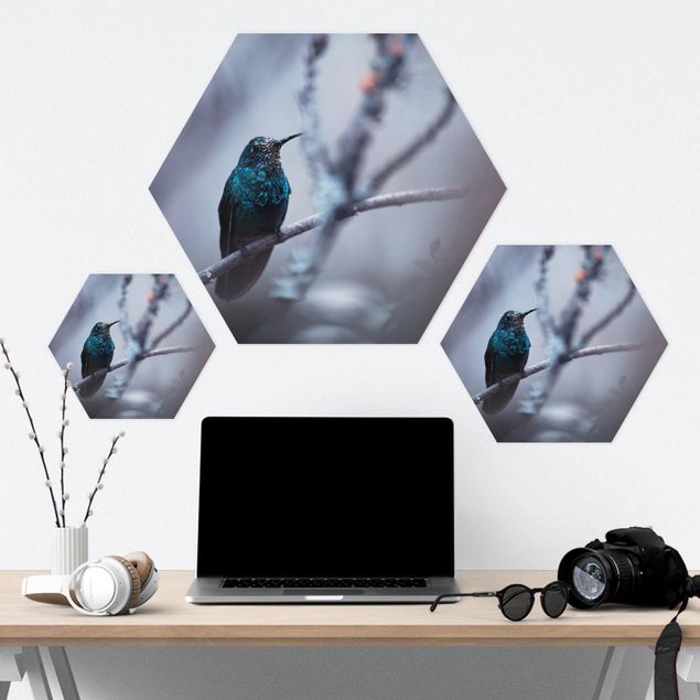 Obraz heksagonalny z Forex - Koliber w zimie