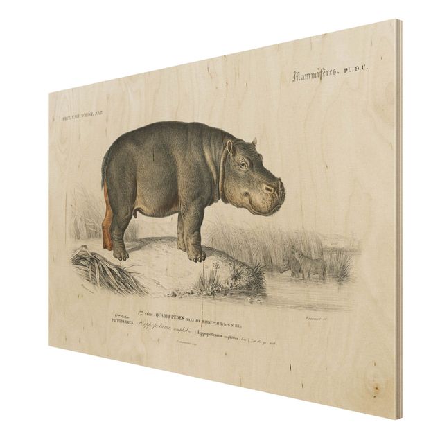 Obrazy drewniane Tablica edukacyjna w stylu vintage Hipopotam