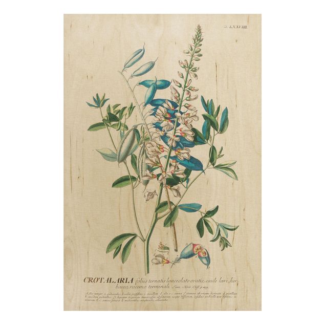 Obrazy na ścianę Vintage Botanika Ilustracja Rośliny strączkowe