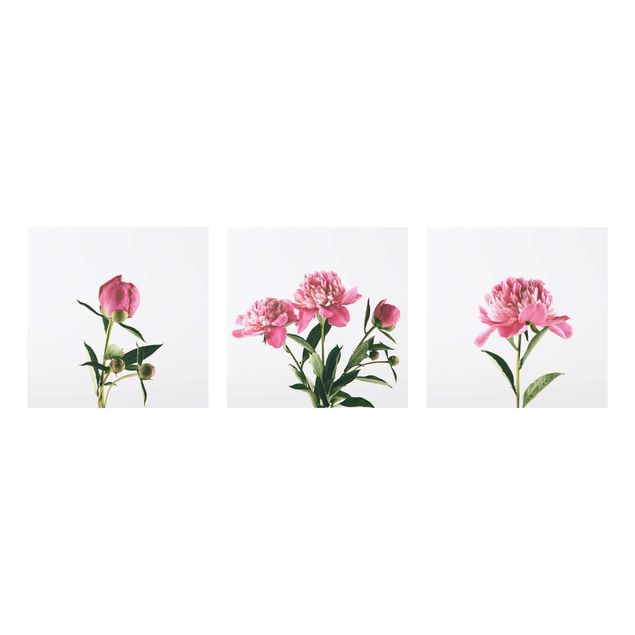 Obrazy na szkle wieloczęściowe Trio różowych piwonii