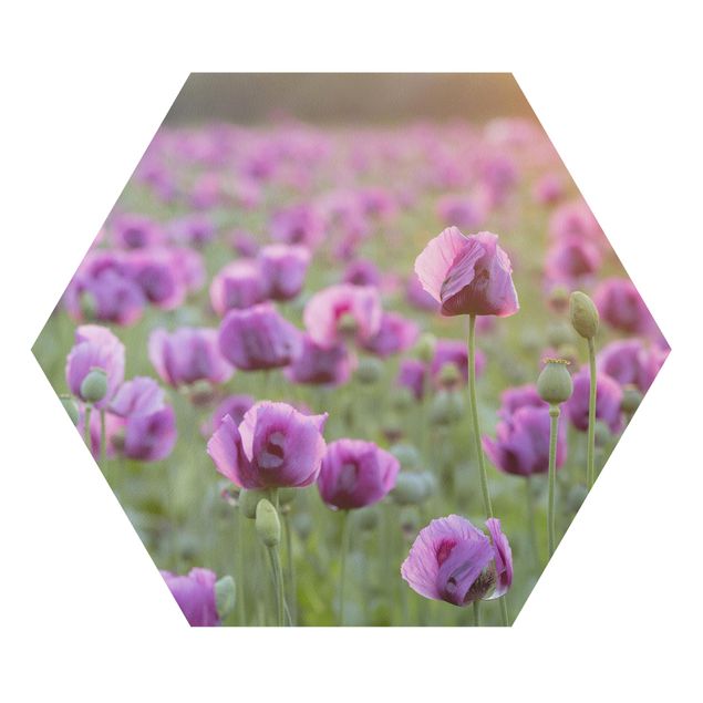 Obrazy kwiatowe Fioletowa łąka z makiem opium wiosną