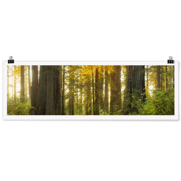 Obrazy drzewa Park Narodowy Redwood